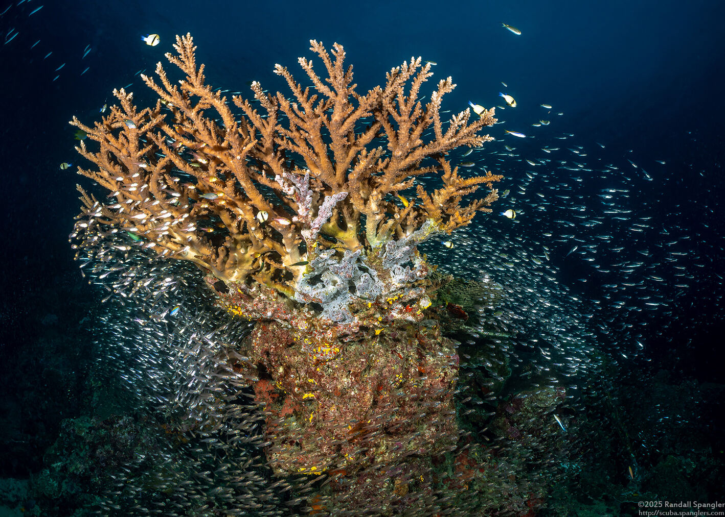 Acropora grandis (Great Staghorn Coral)
