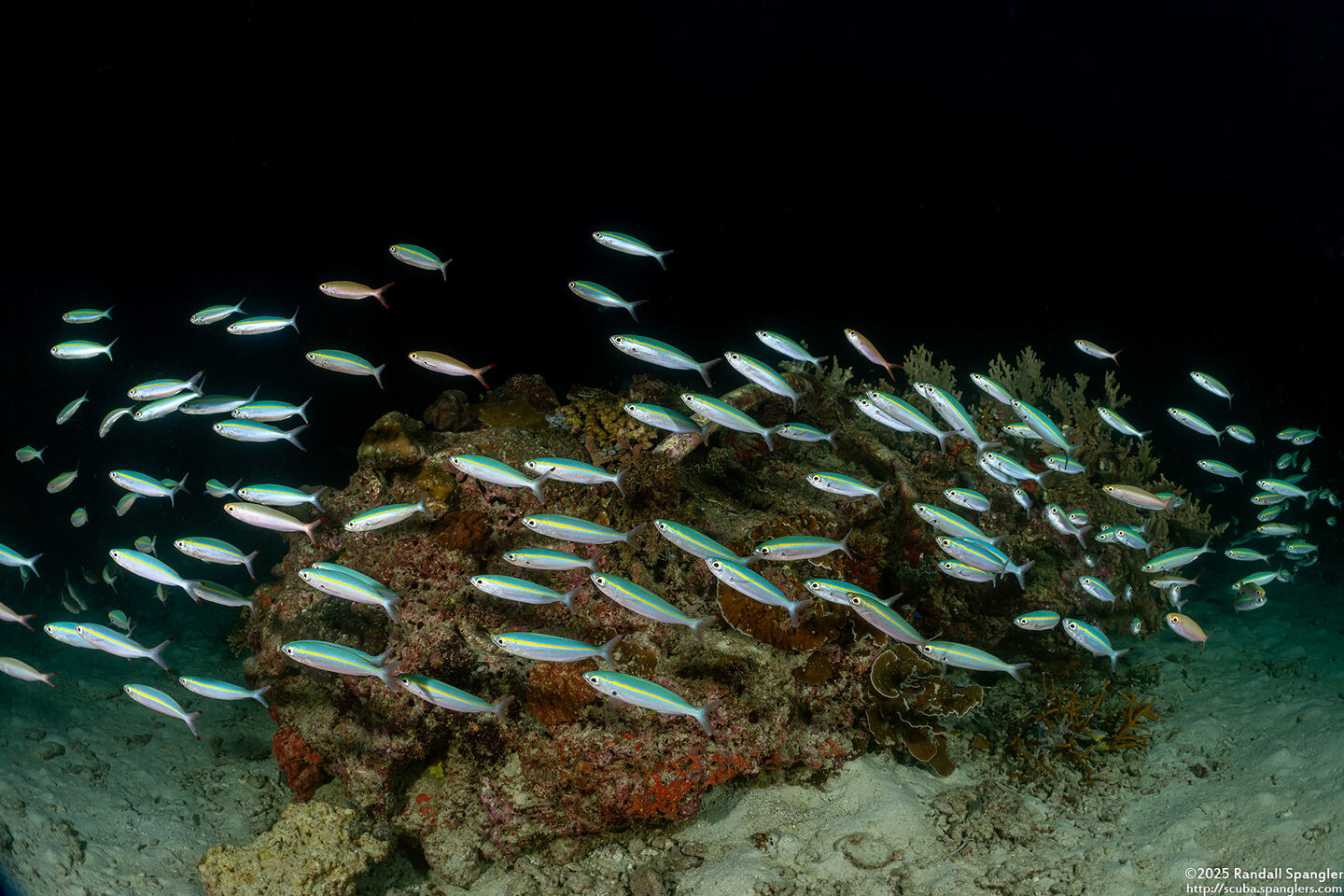 Pterocaesio tessellata (Narrowstripe Fusilier)
