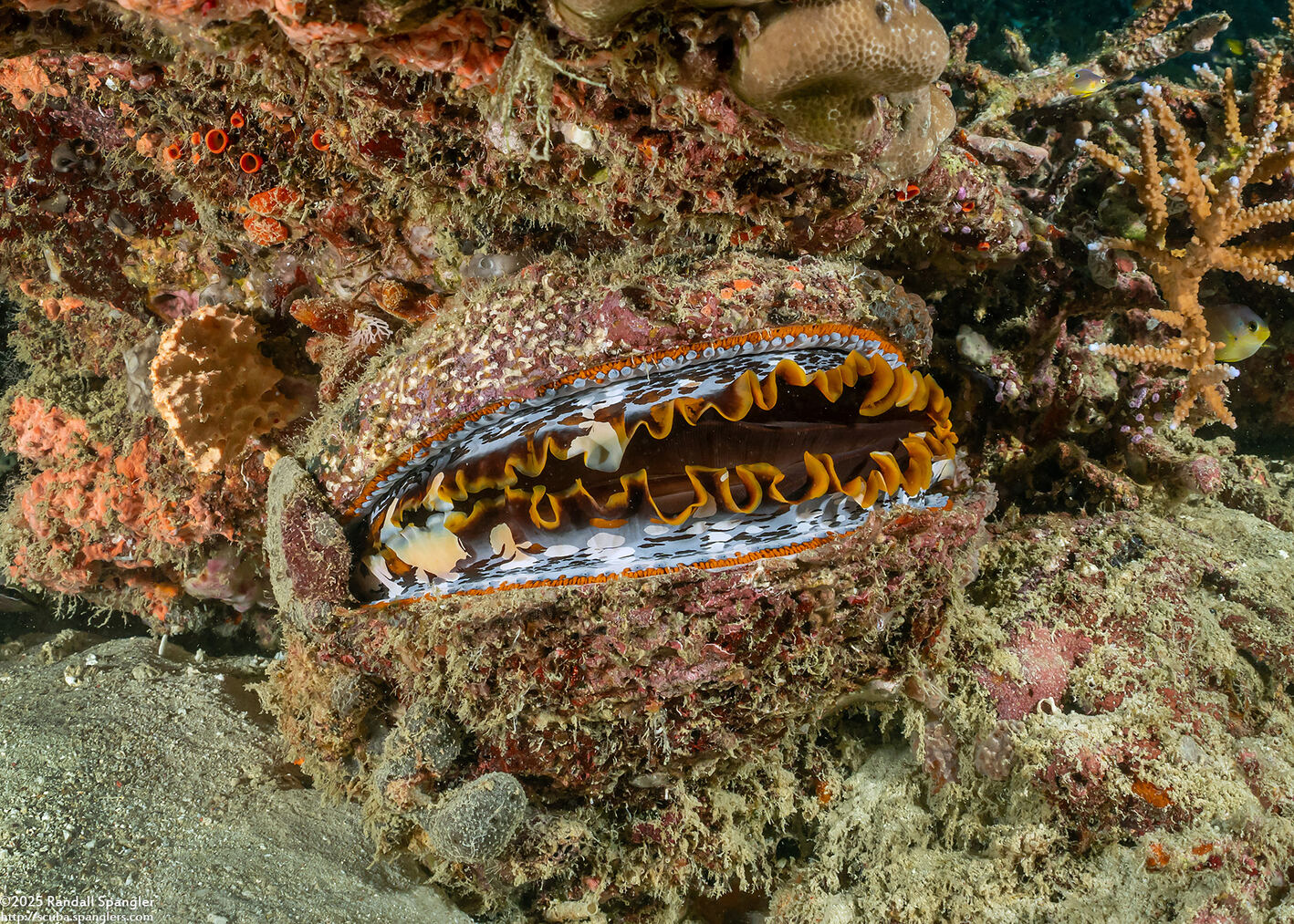Spondylus varius (Variable Thorny Oyster)