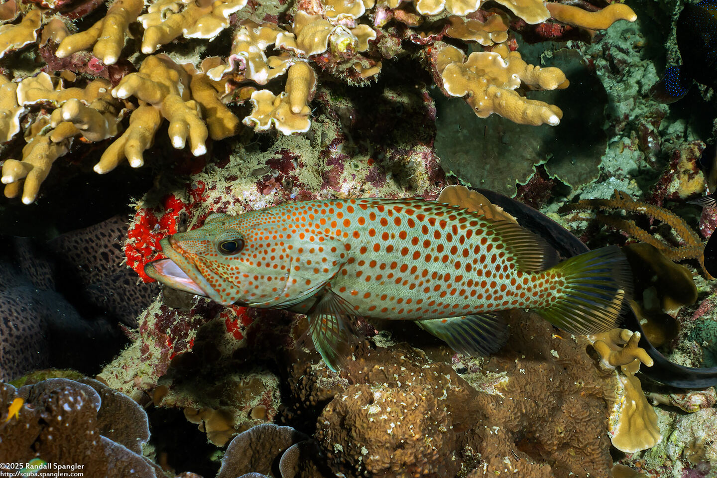 Anyperodon leucogrammicus (Slender Grouper)