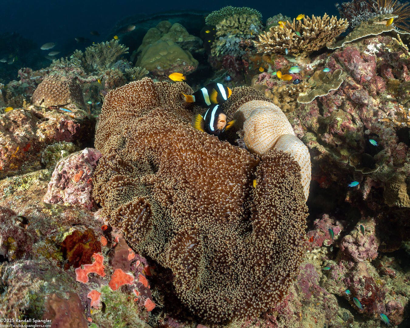 Stichodactyla mertensii (Merten's Carpet Anemone)