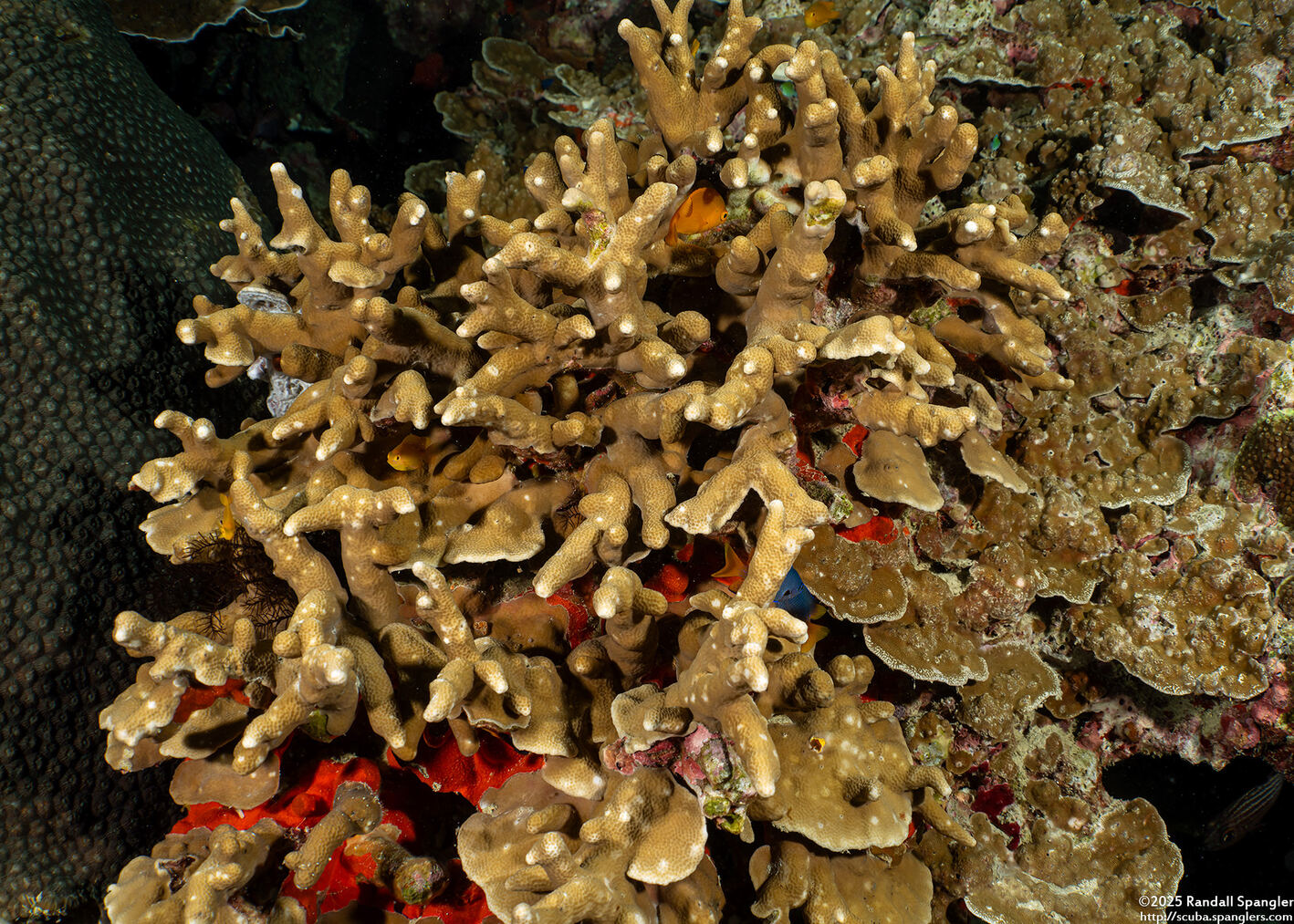 Porites attenuata (Mustard Branched Coral)