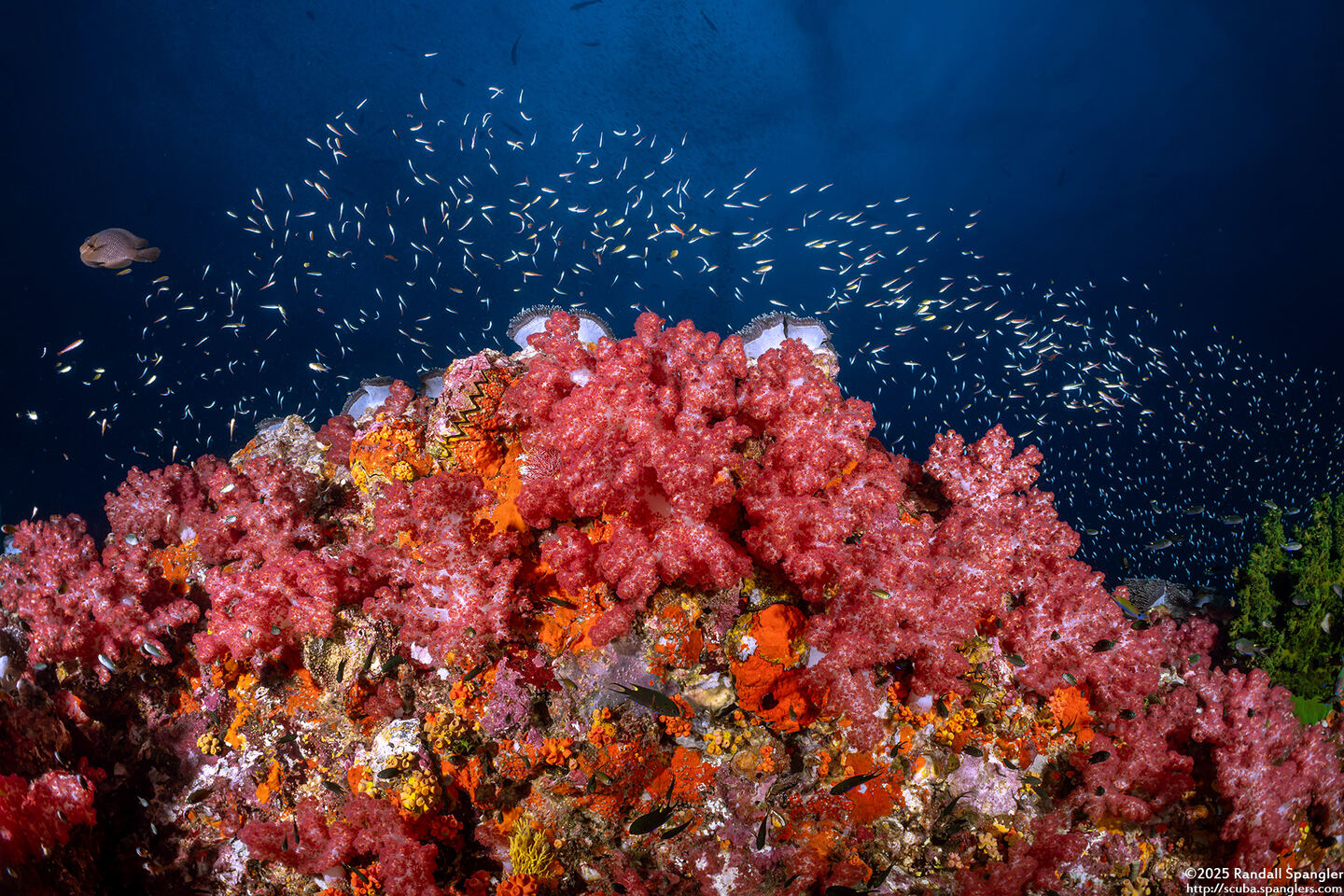 Dendronephthya sp.1 (Dendronephthya)