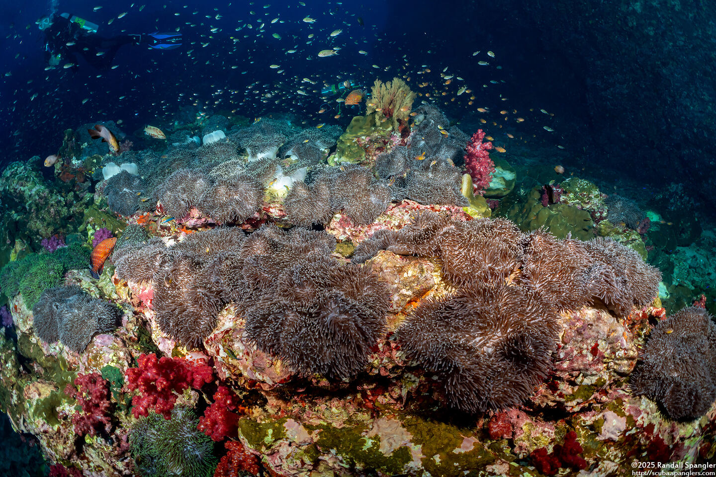 Heteractis magnifica (Magnificent Sea Anemone)
