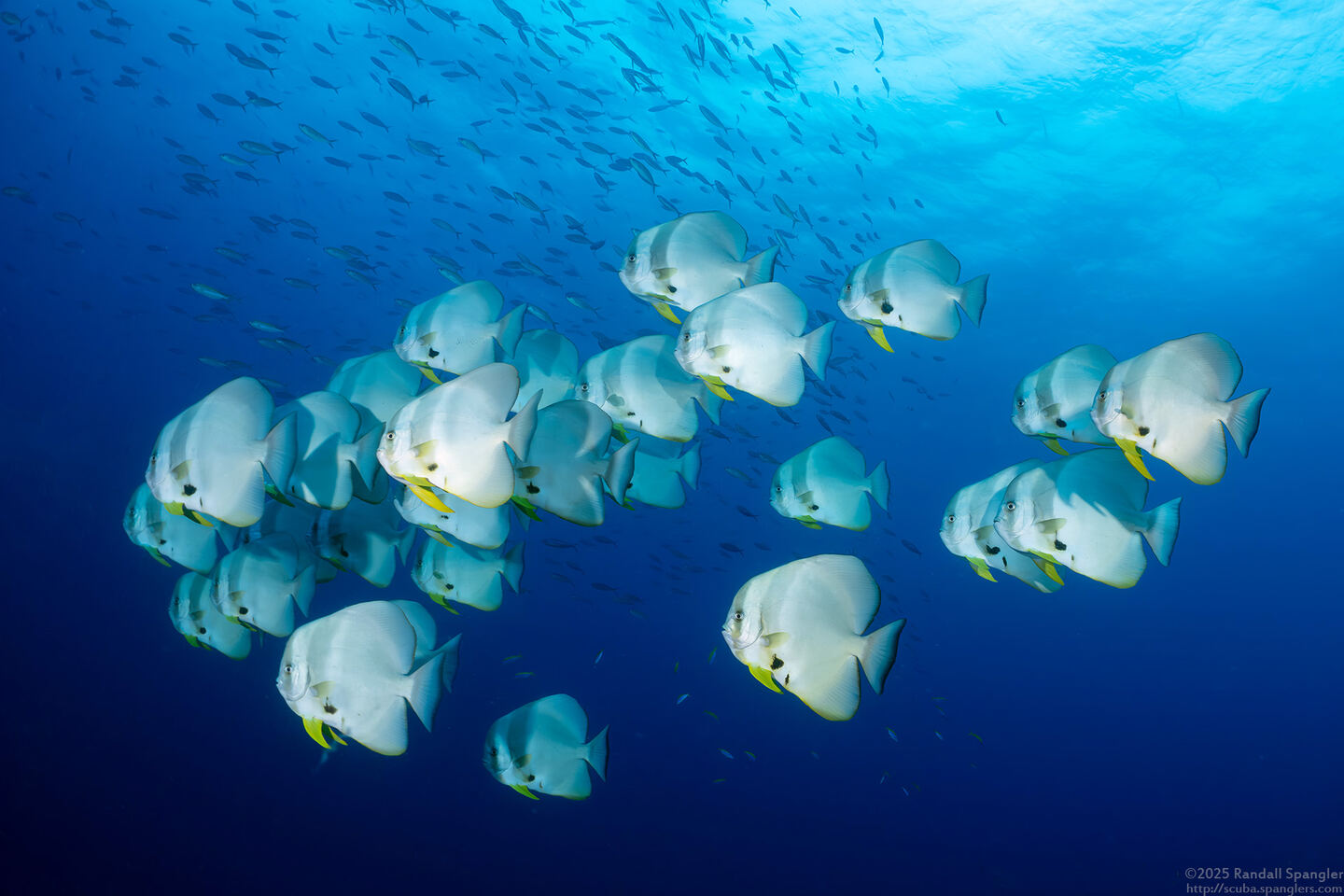 Platax teira (Longfin Spadefish)