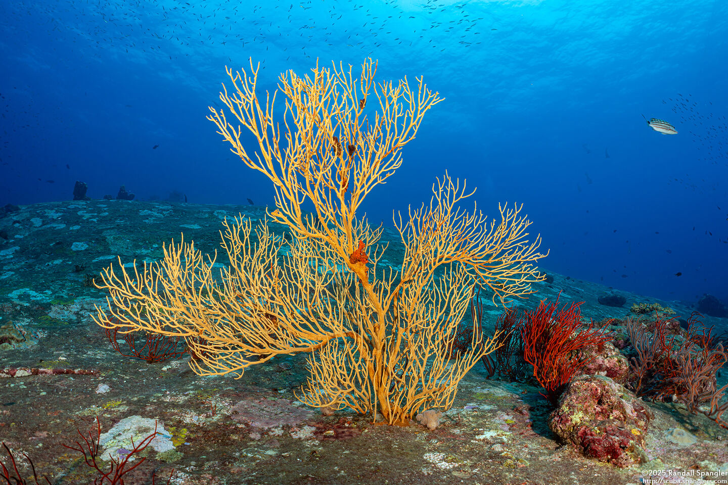 Subergorgia suberosa (Subergorgia Suberosa)