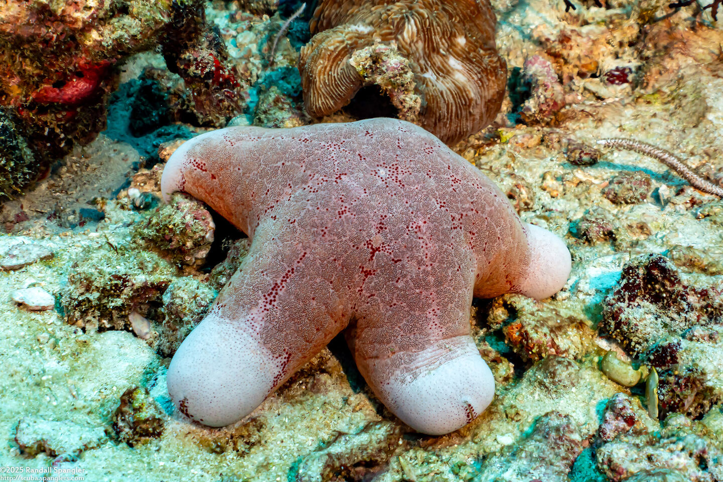 Choriaster granulatus (Granular Sea Star)