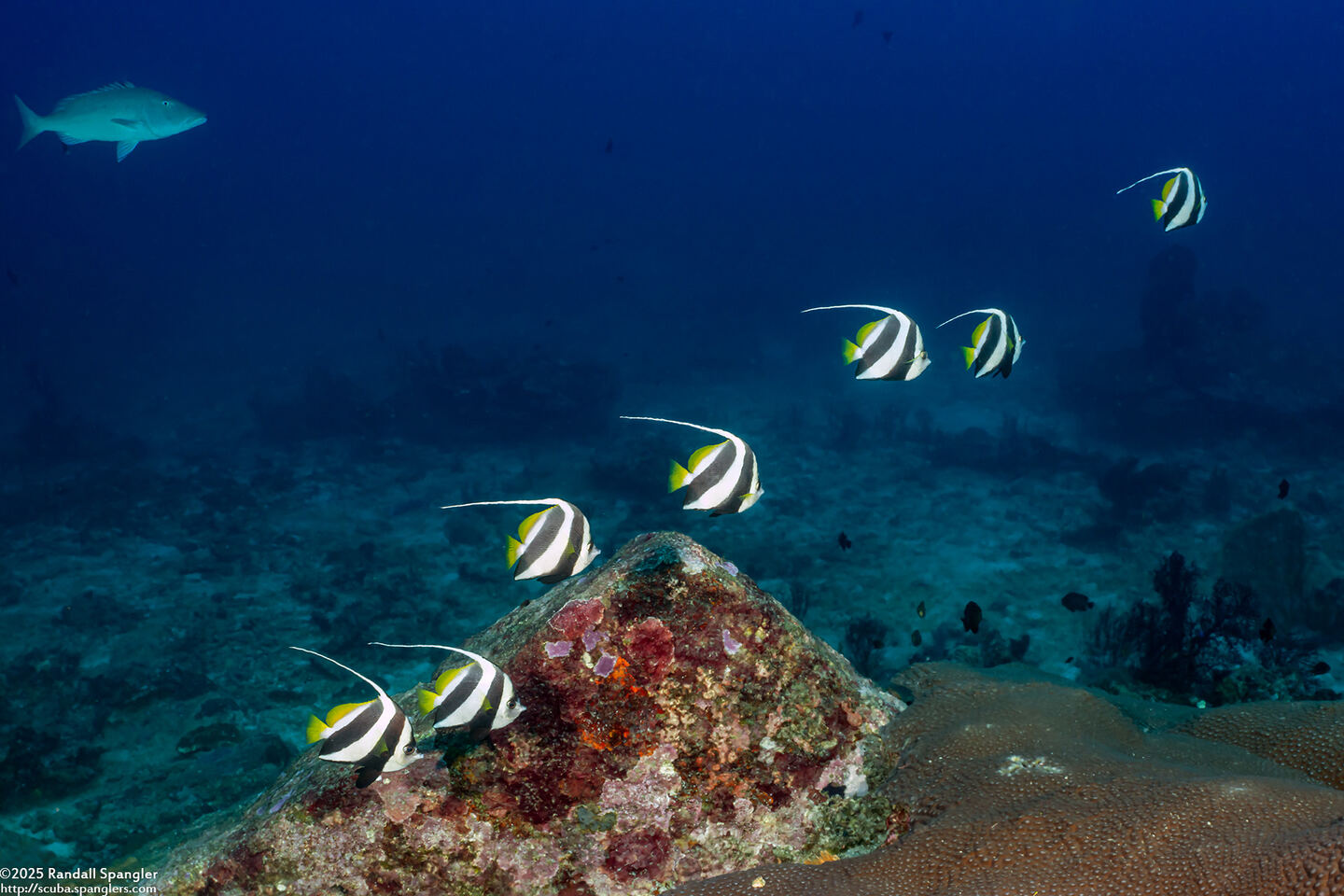 Heniochus diphreutes (Schooling Bannerfish)