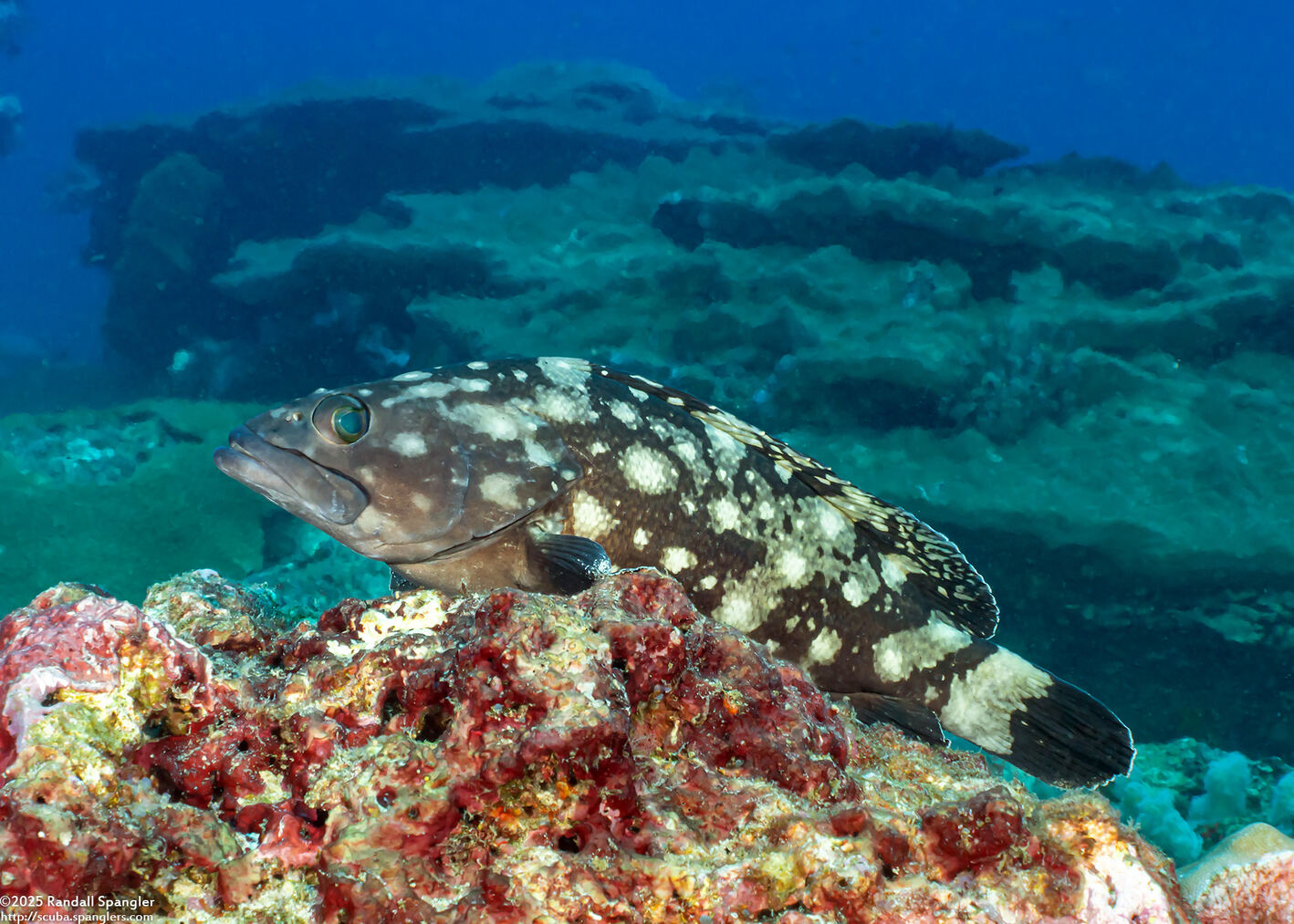 Epinephelus coeruleopunctatus (Whitespotted Grouper)