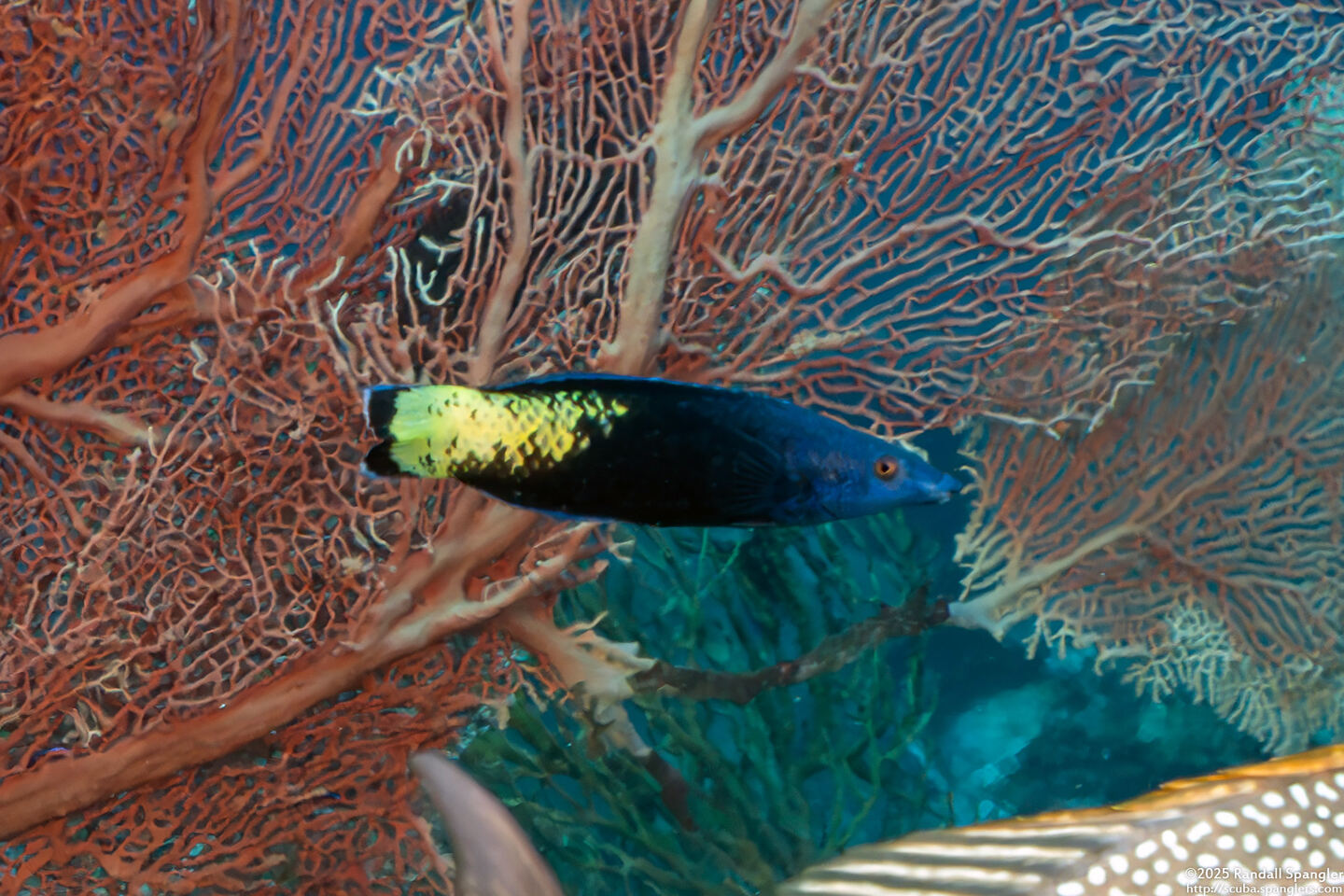Labroides bicolor (Bicolor Cleaner Wrasse)