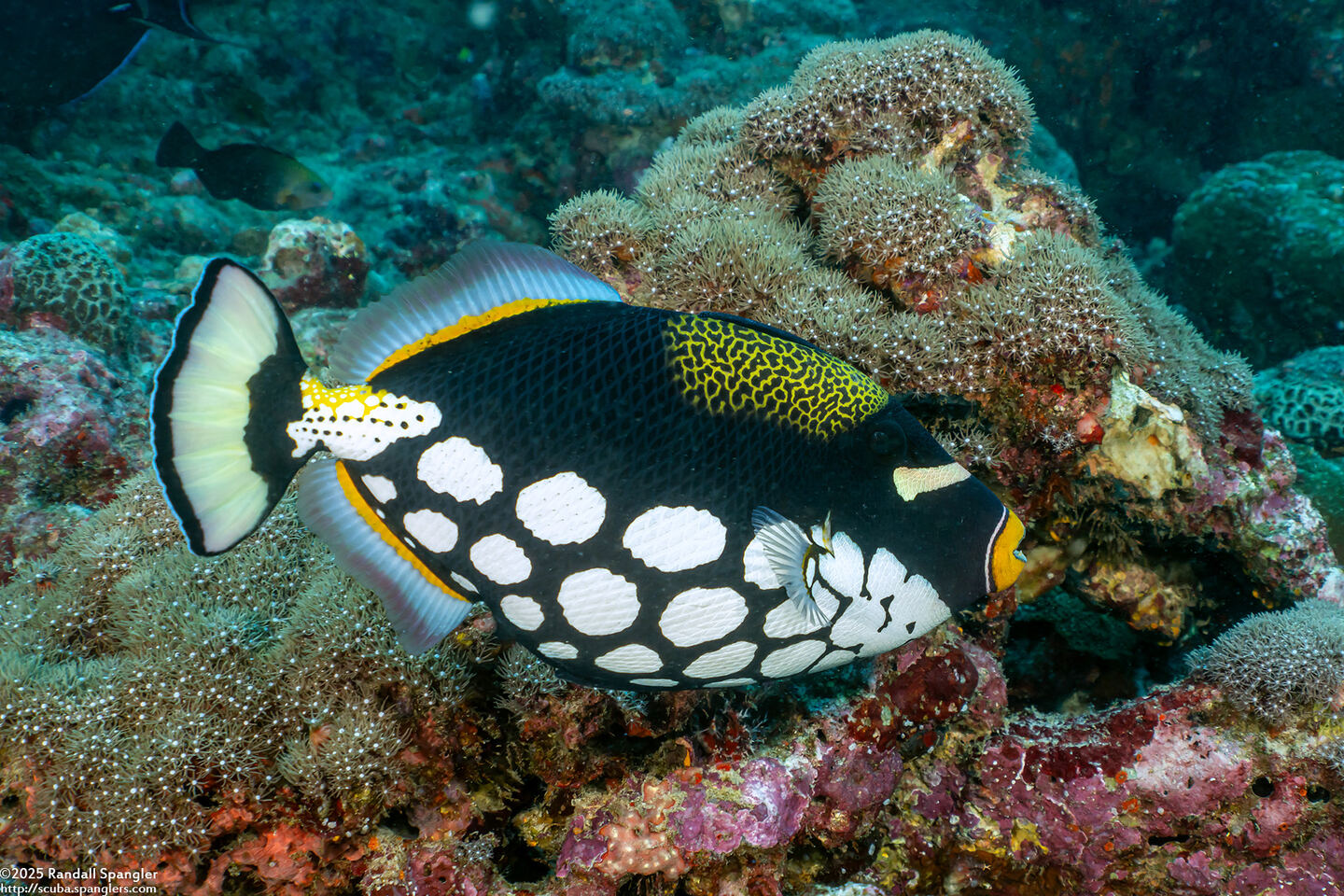 Balistoides conspicillum (Clown Triggerfish)