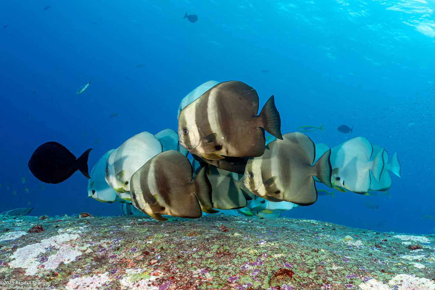 Platax teira (Longfin Spadefish)