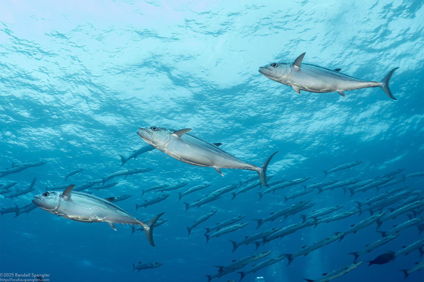 Gymnosarda unicolor (Dogtooth Tuna)
