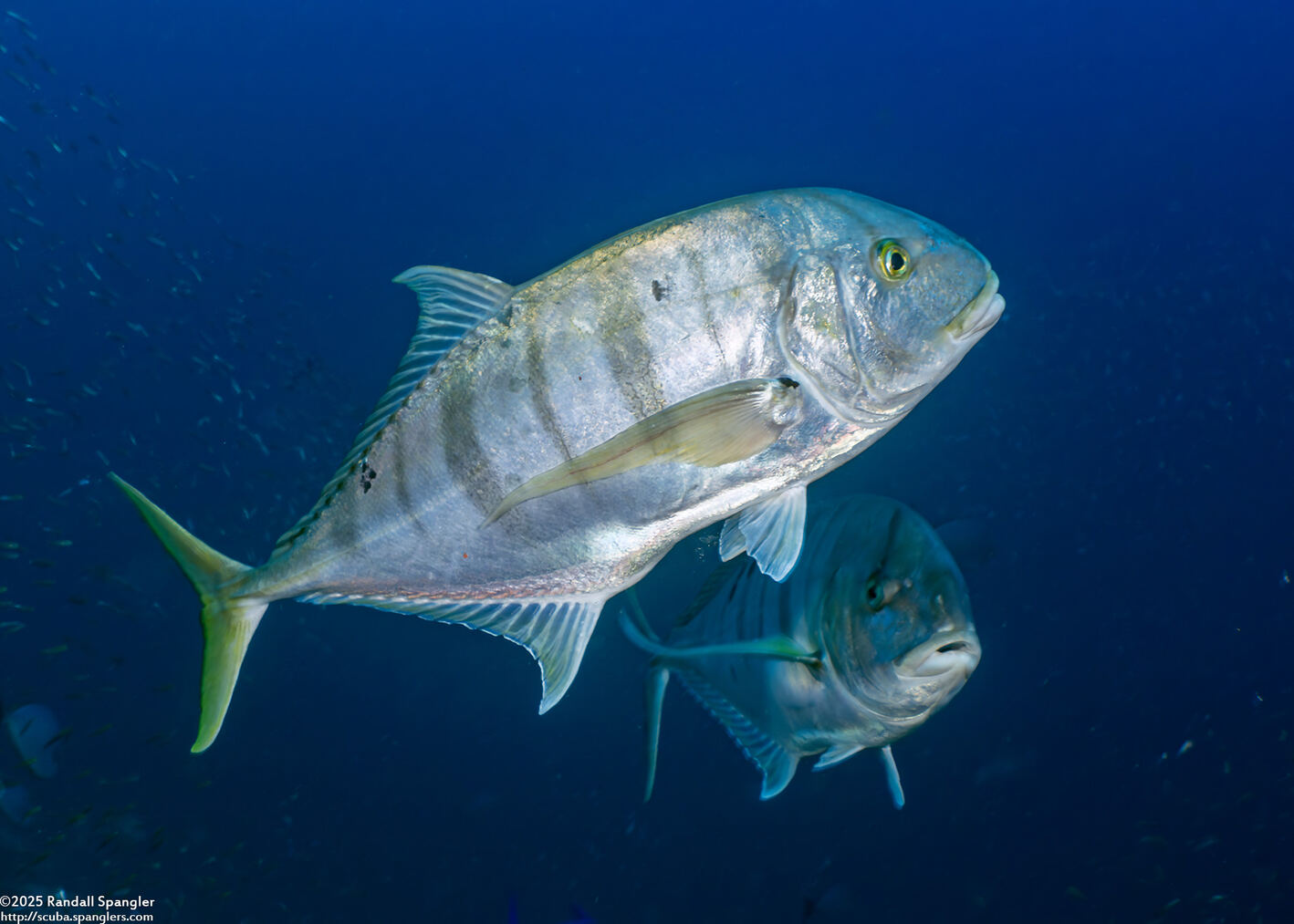 Gnathanodon speciosus (Golden Trevally)
