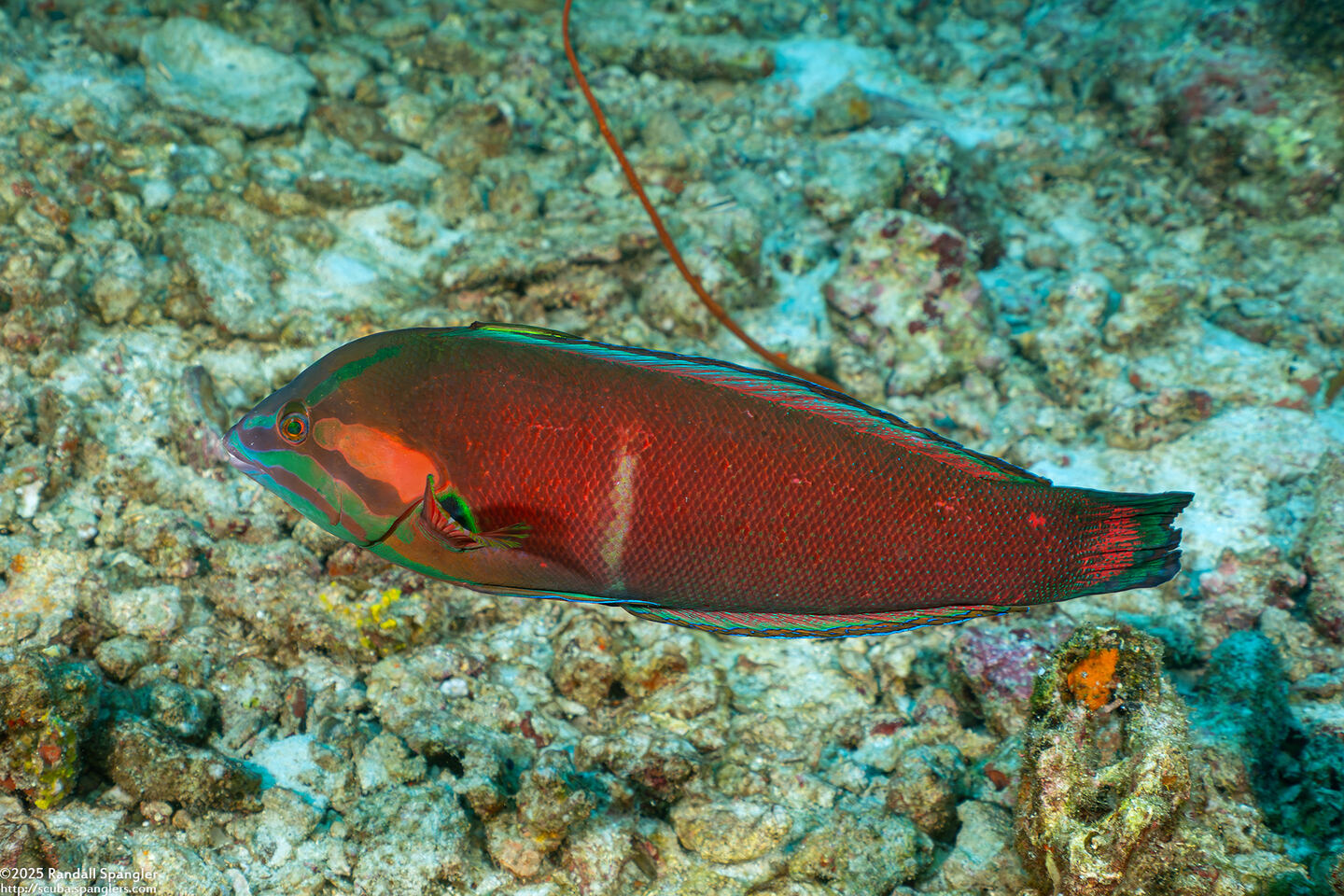 Coris cuvieri (African Coris)