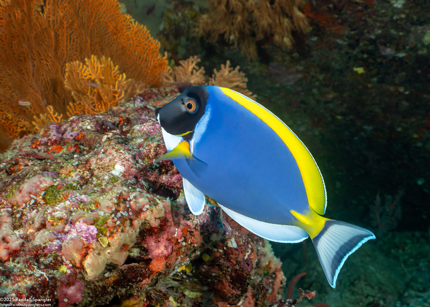 Acanthurus leucosternon (Powderblue Surgeonfish)