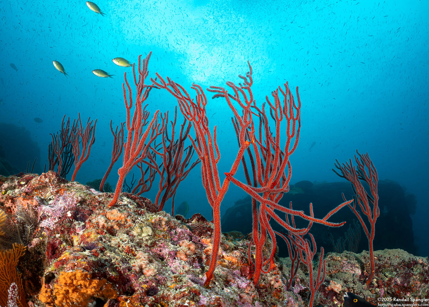 Ctenocella pectinata (Red Whip Coral)