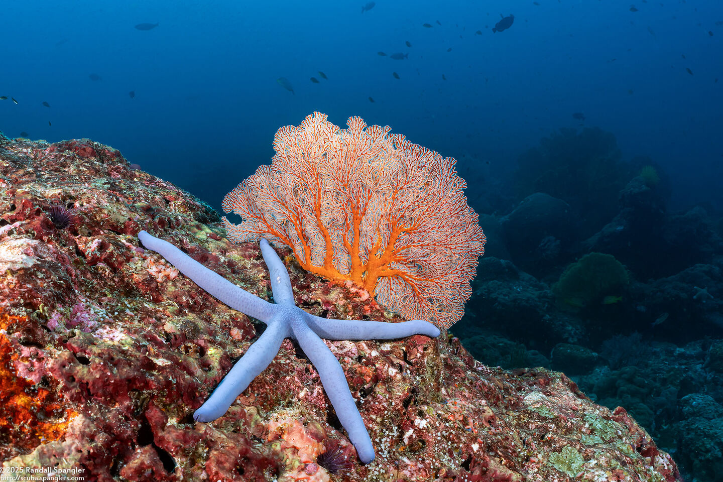 Linckia laevigata (Blue Sea Star)
