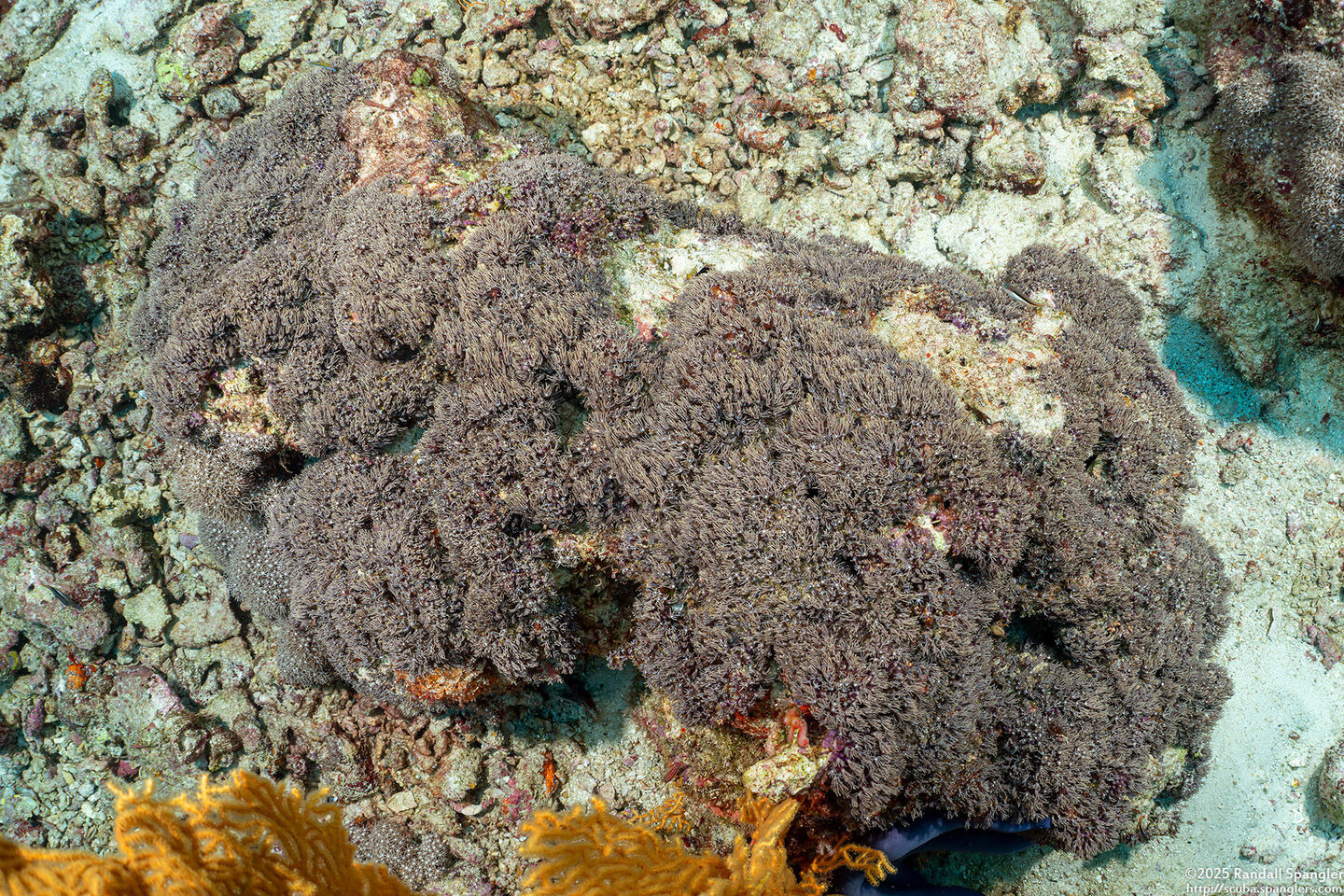 Tubipora musica (Organ Pipe Coral)