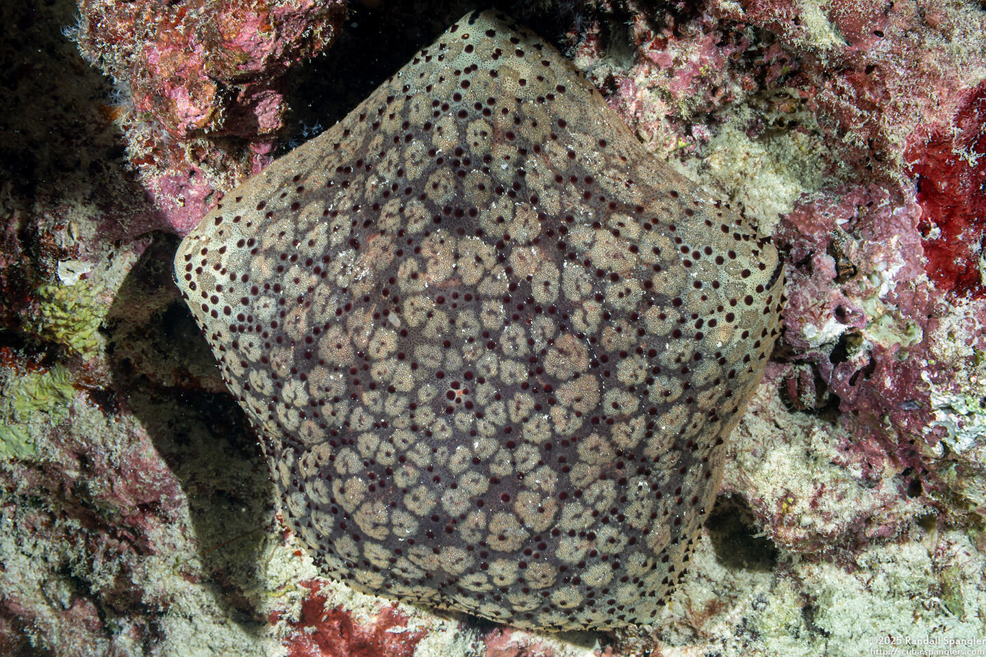 Culcita schmideliana (Spiny Cushion Star)