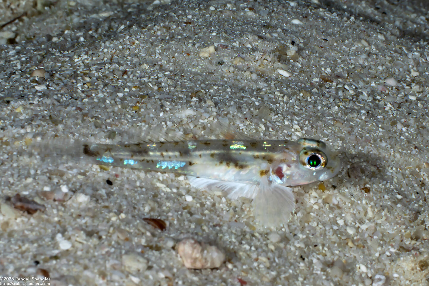 Istigobius nigroocellatus (Black-Spotted Sandgoby)