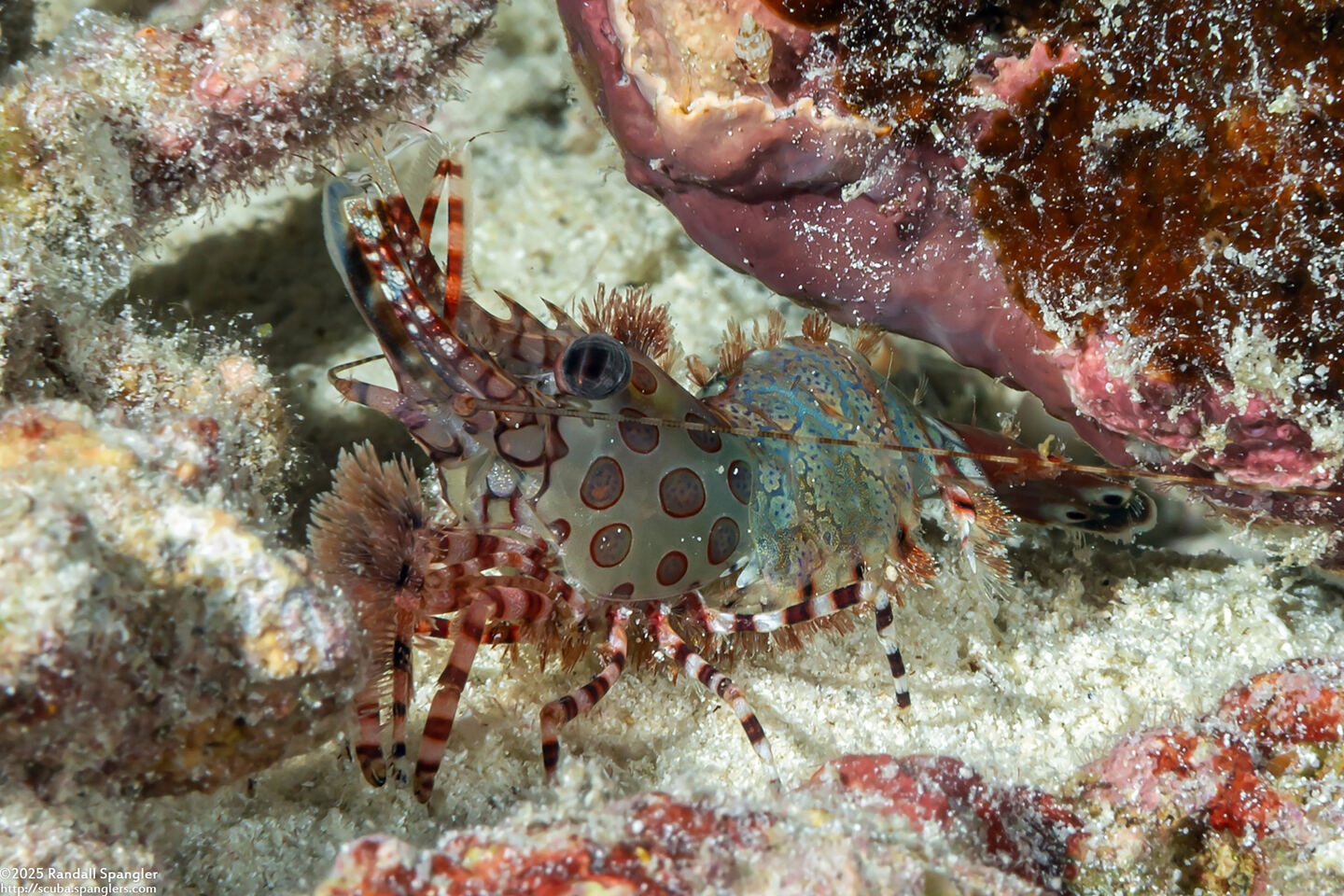 Saron cf. marmoratus (Round-Spotted Marbled Shrimp)