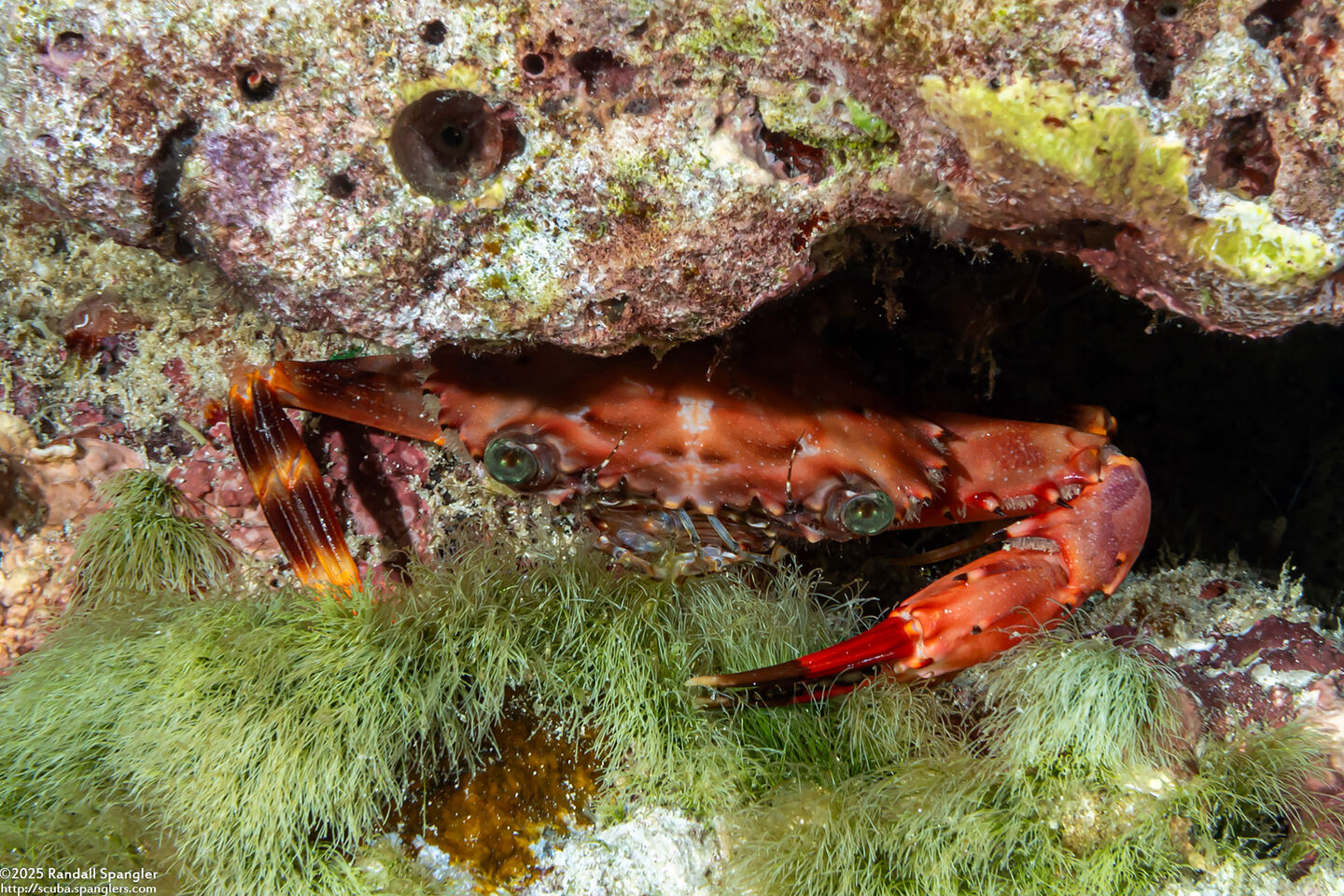 Gonioinfradens paucidentatus (Red Swimming Crab)