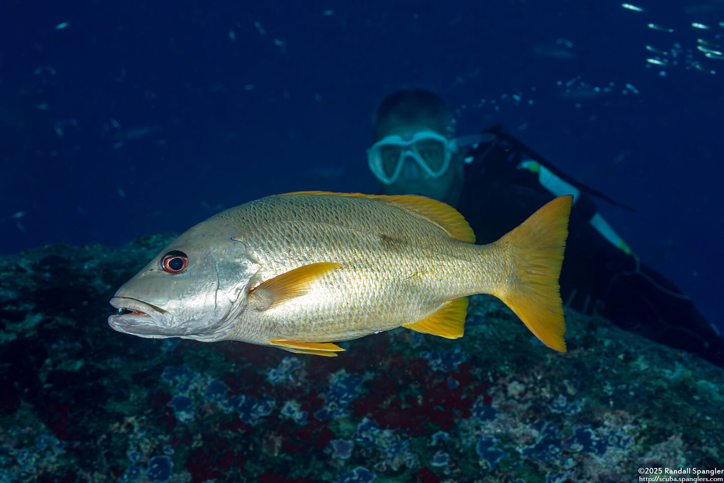 Lutjanus monostigma (Onespot Snapper)