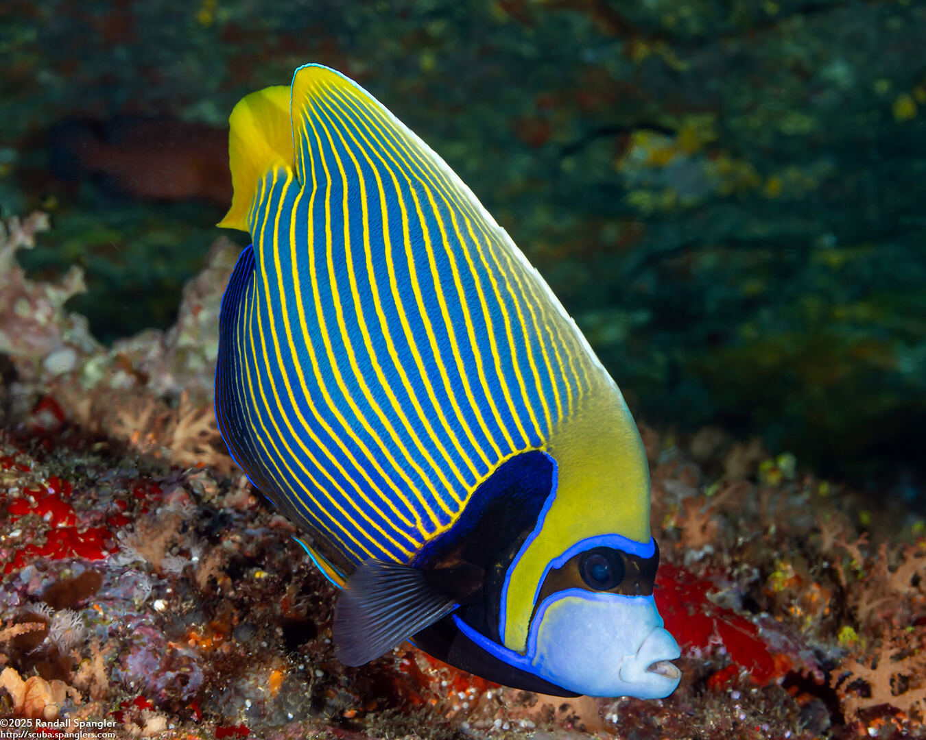 Pomacanthus imperator (Emperor Angelfish)