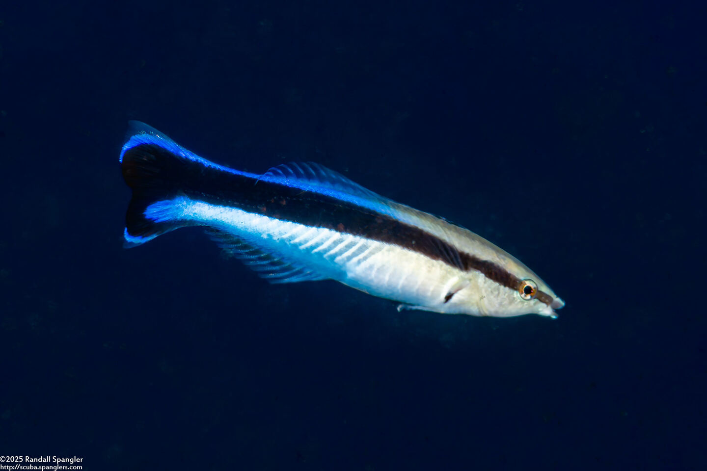 Labroides dimidiatus (Bluestreak Cleaner Wrasse)