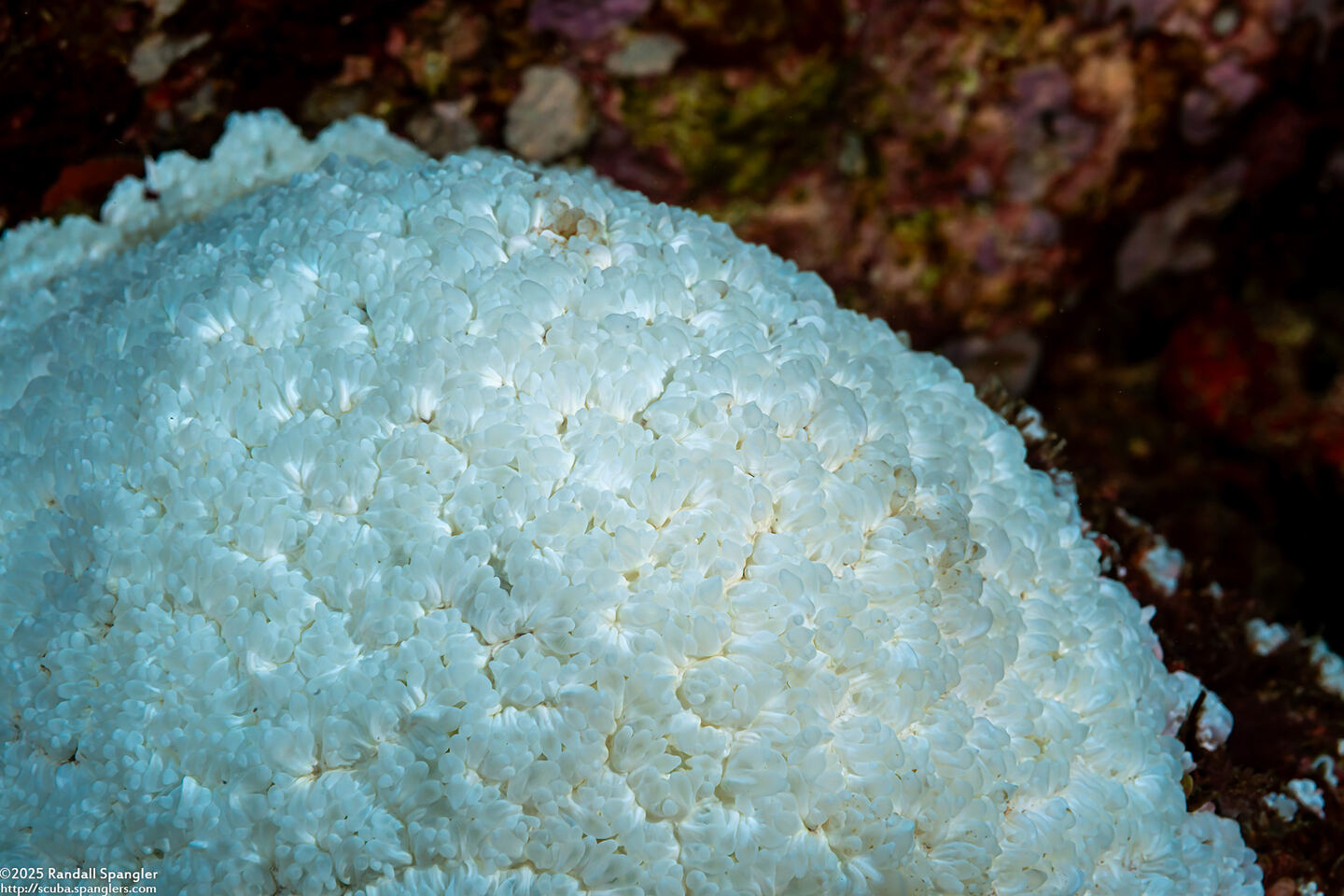 Physogyra lichtensteini (Grape Coral); Bleached