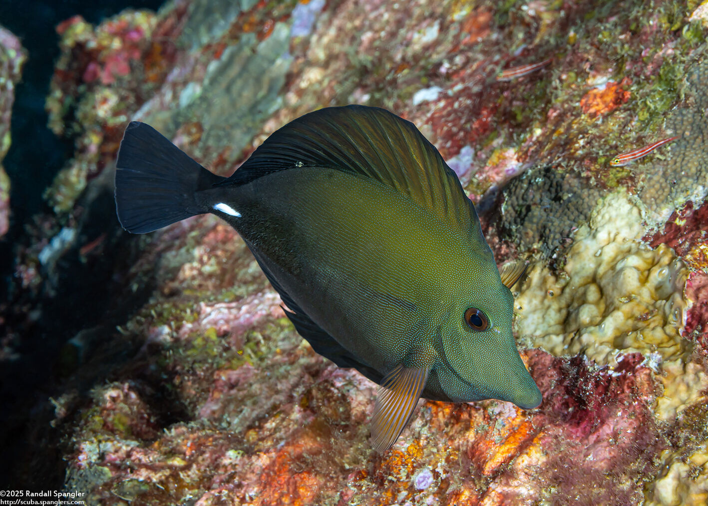 Zebrasoma scopas (Brushtail Tang)