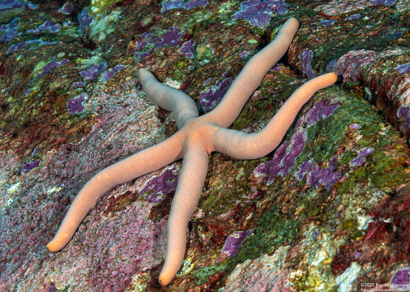 Linckia laevigata (Blue Sea Star)