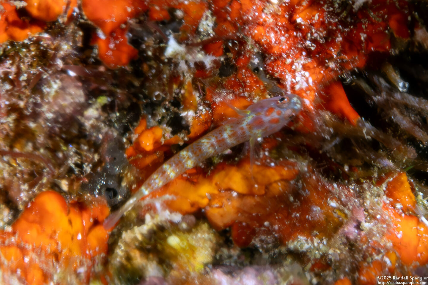 Eviota melasma (Melasma Dwarfgoby)