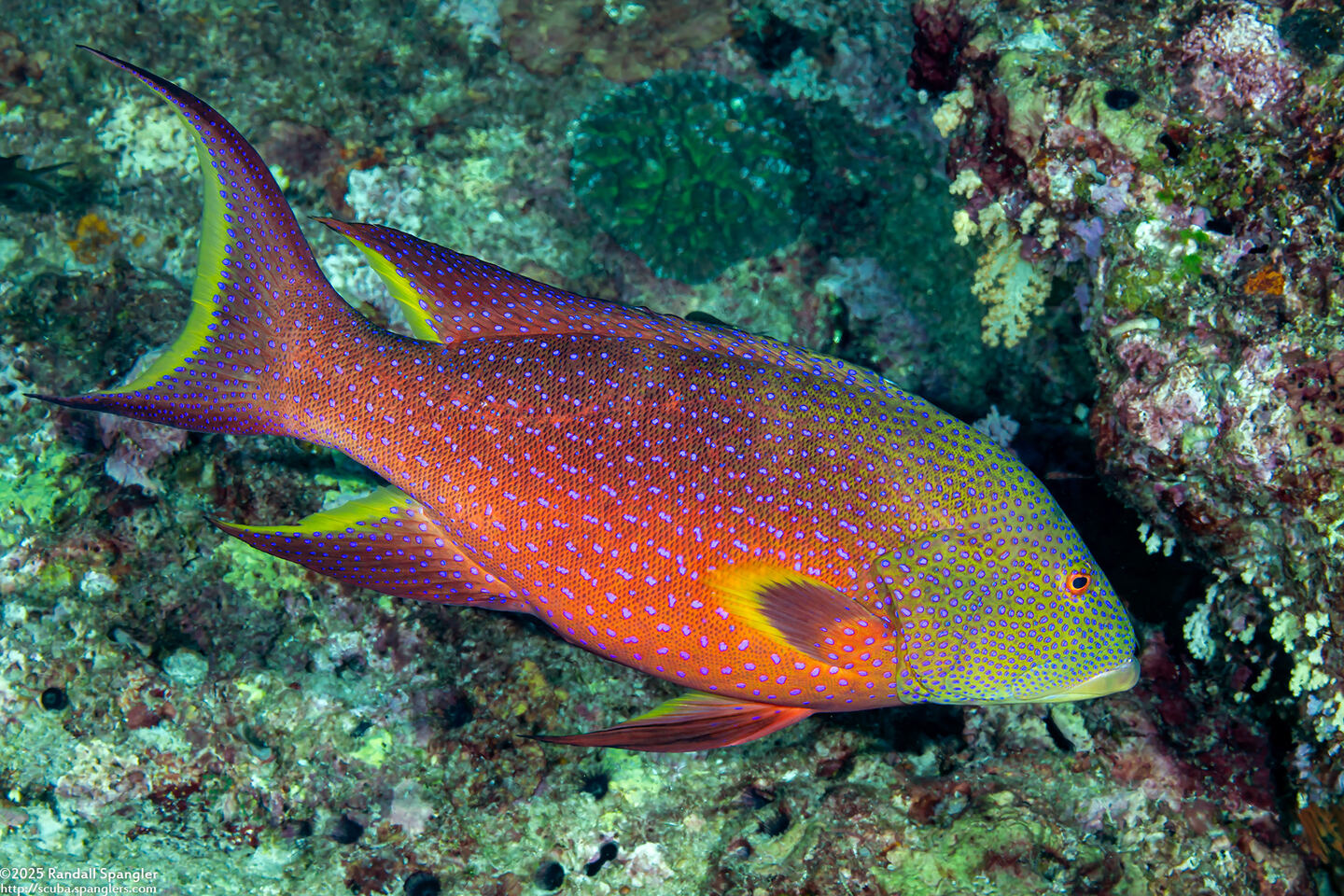 Variola louti (Yellow-Edged Lyretail)