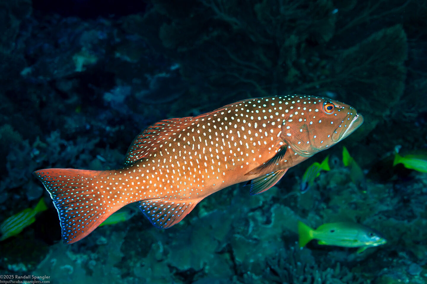 Plectropomus leopardus (Leopard Coral Grouper)