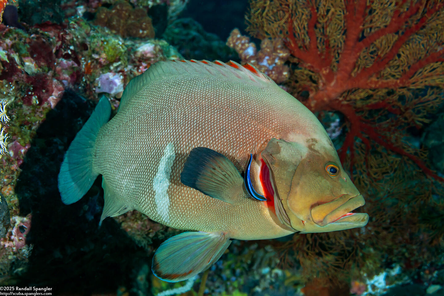 Aethaloperca rogaa (Redmouth Grouper)
