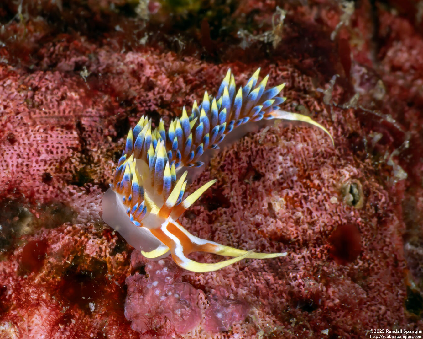 Caloria indica (Indian Caloria)