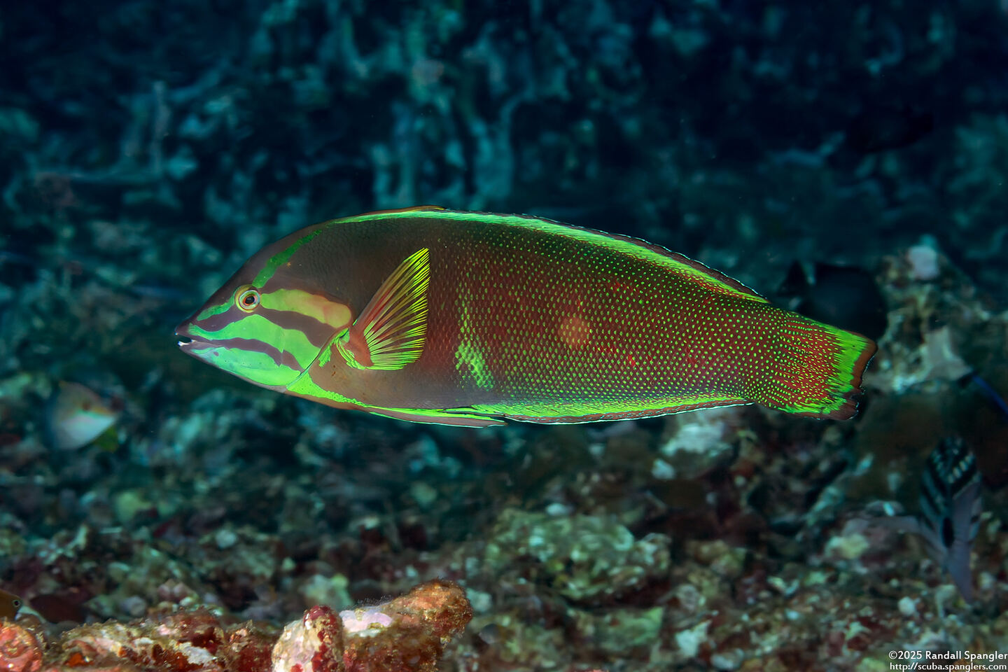 Coris cuvieri (African Coris)