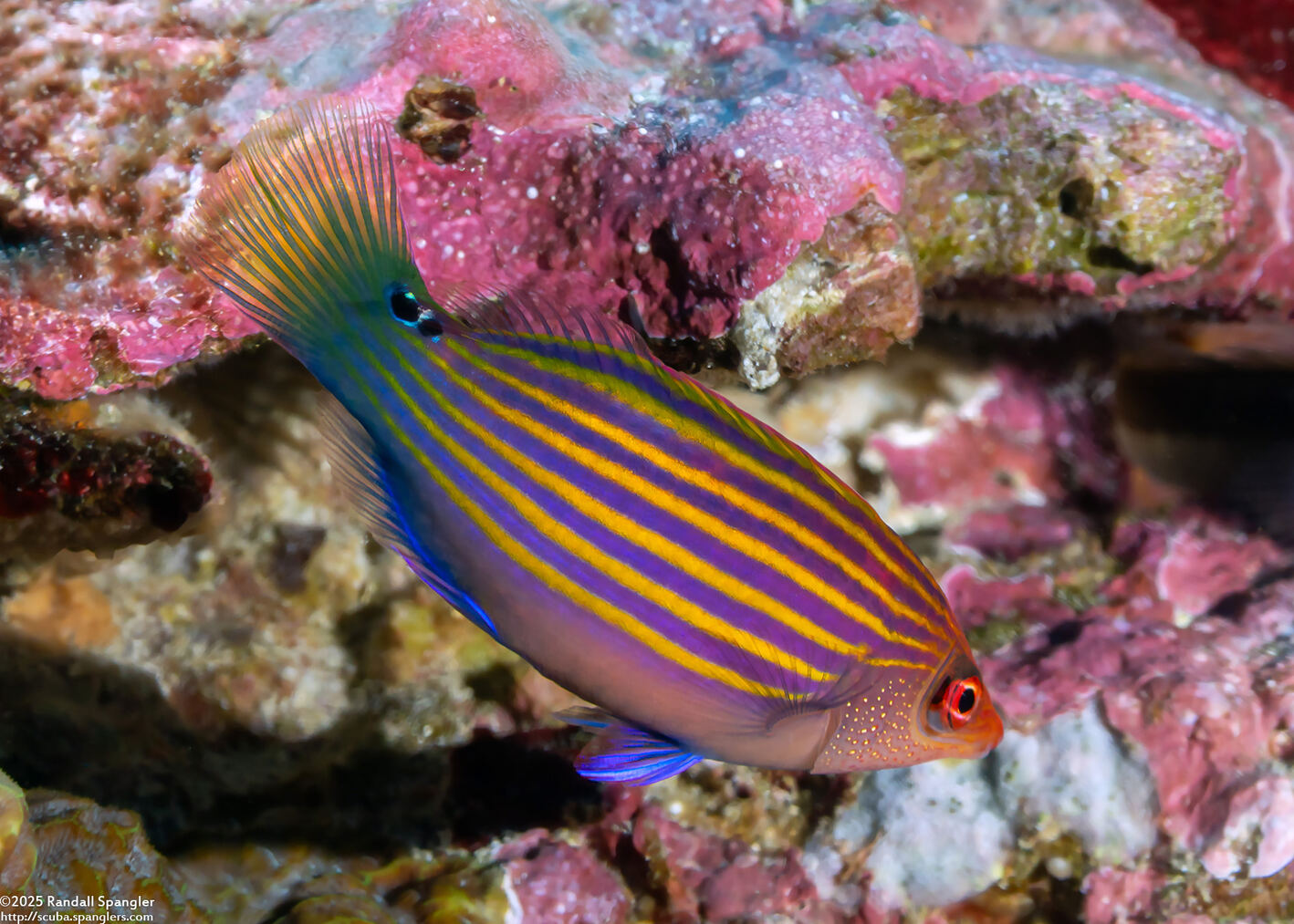 Pseudocheilinus hexataenia (Sixstripe Wrasse)