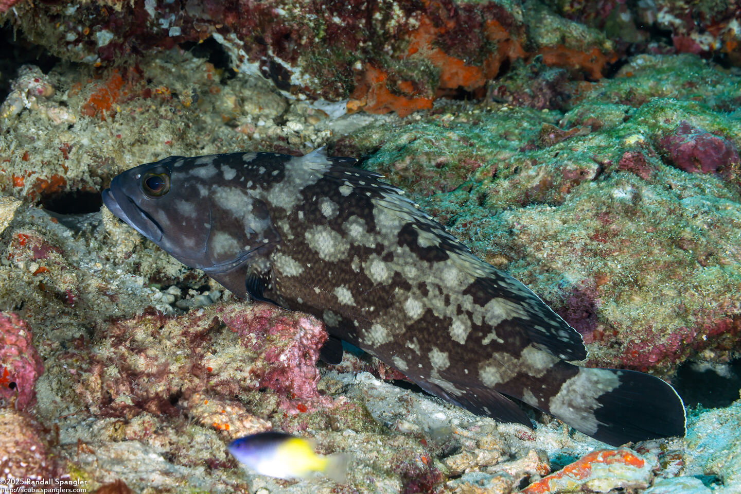 Epinephelus coeruleopunctatus (Whitespotted Grouper)