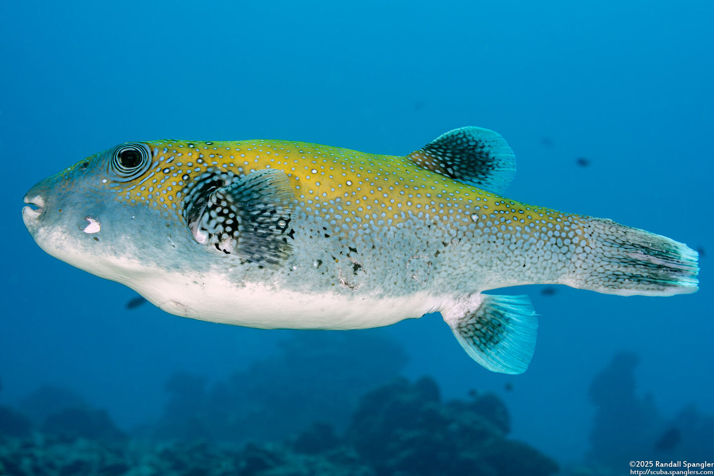Arothron caeruleopunctatus (Blue-Spotted Puffer)