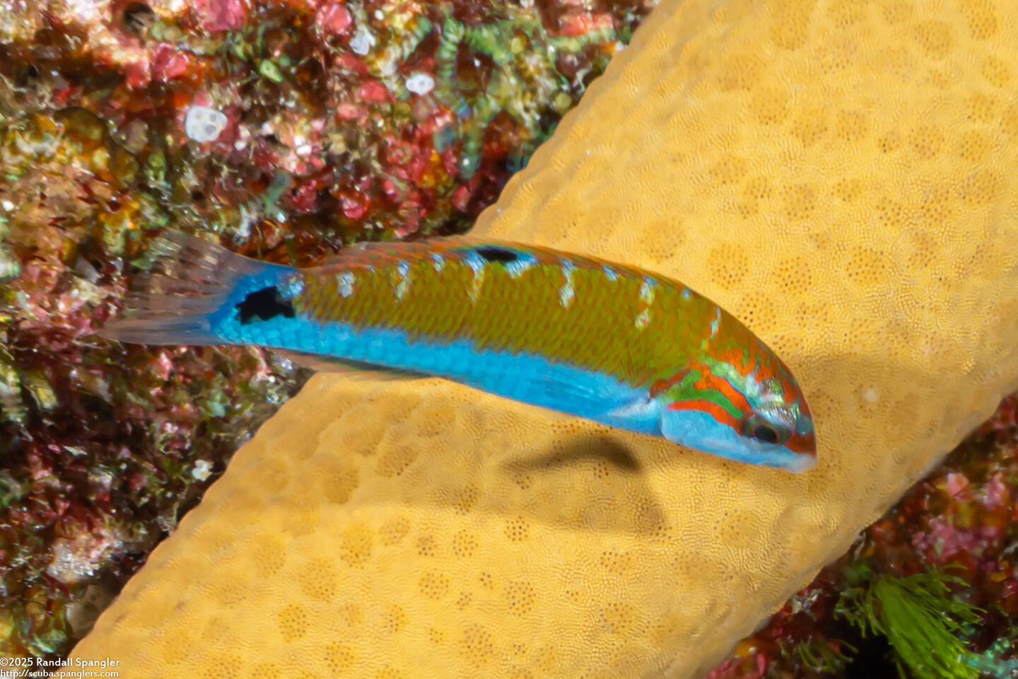 Thalassoma lunare (Crescent Wrasse)