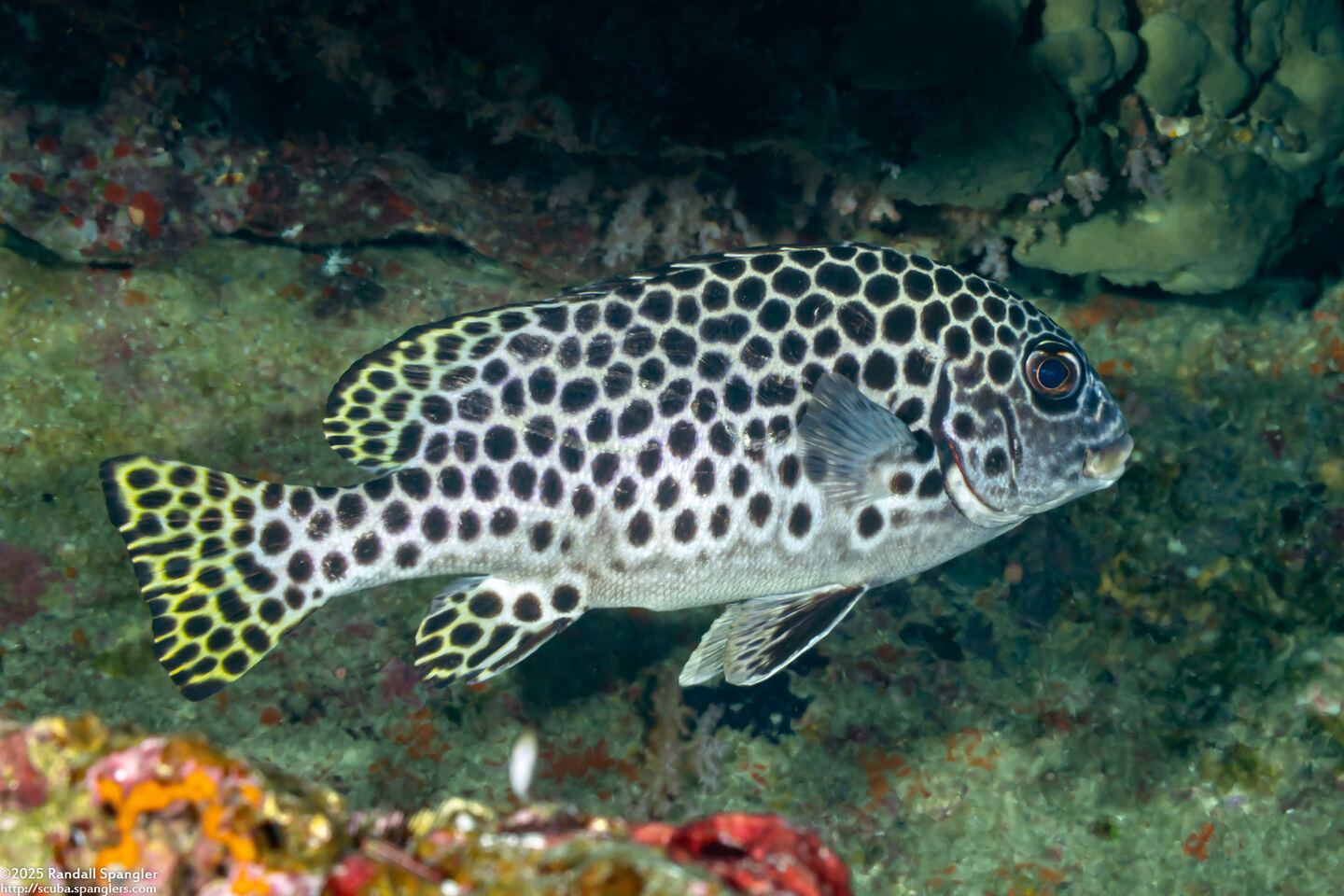 Plectorhinchus macrospilus (Andaman Sweetlips)