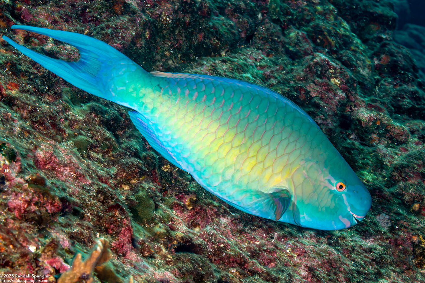 Scarus rubroviolaceus (Redlip Parrotfish)