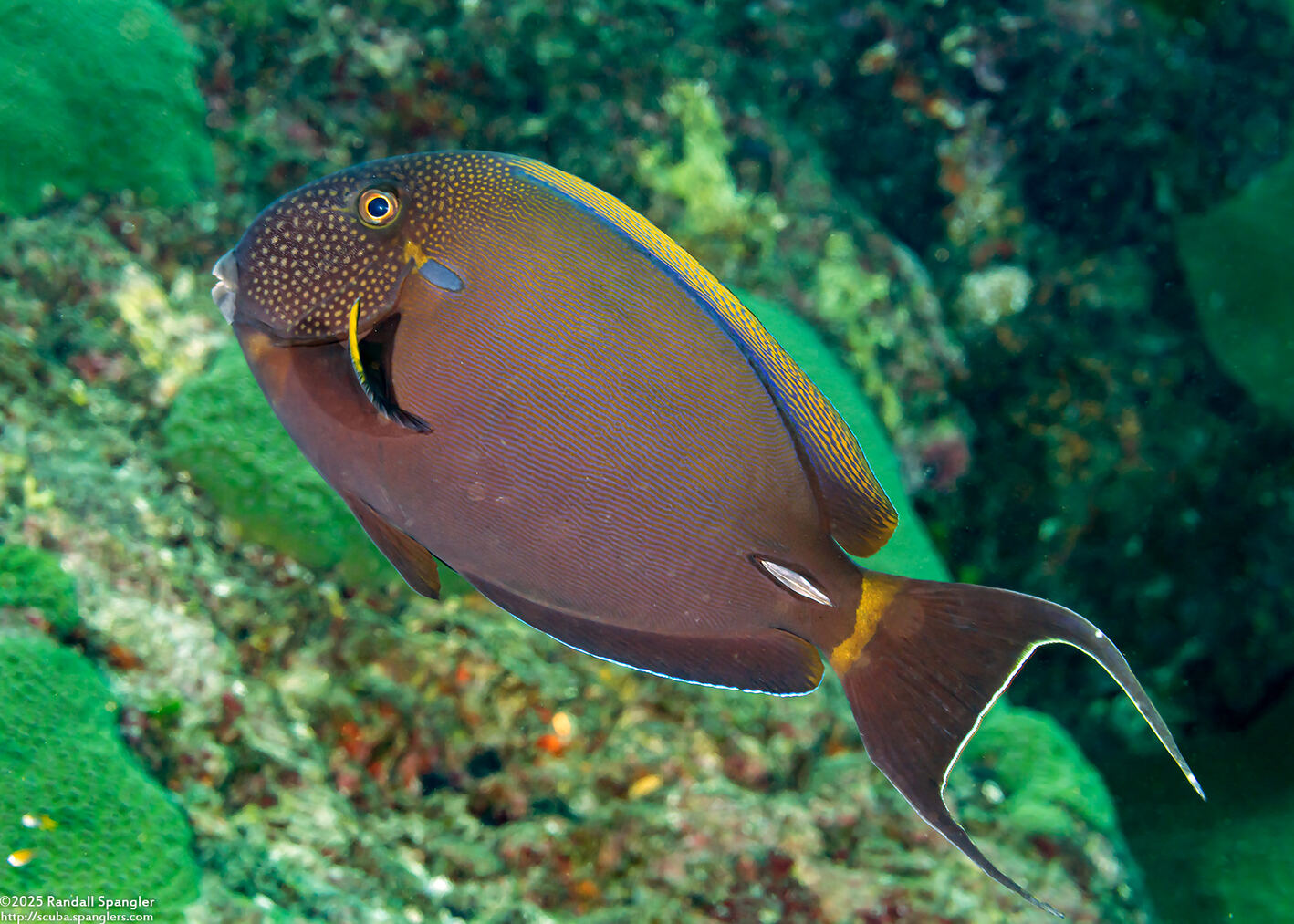 Acanthurus bariene (Roundspot Surgeonfish)