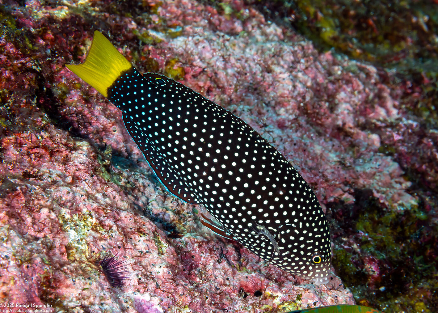 Anampses meleagrides (Yellowtail Wrasse)