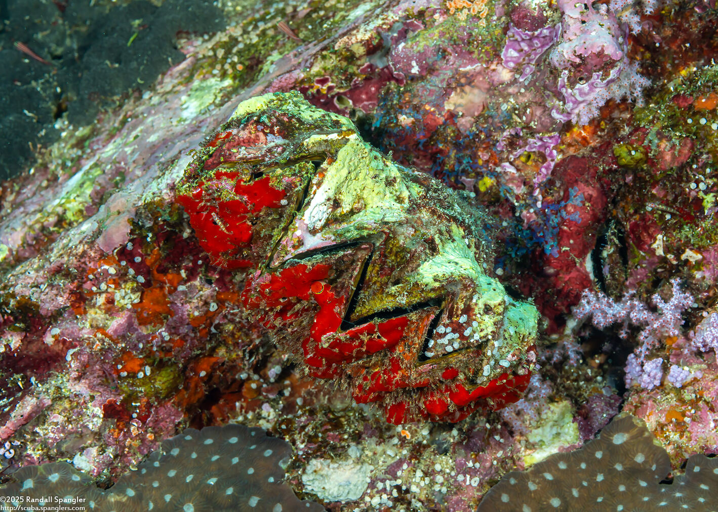 Hyotissa hyotis (Honeycomb Oyster)