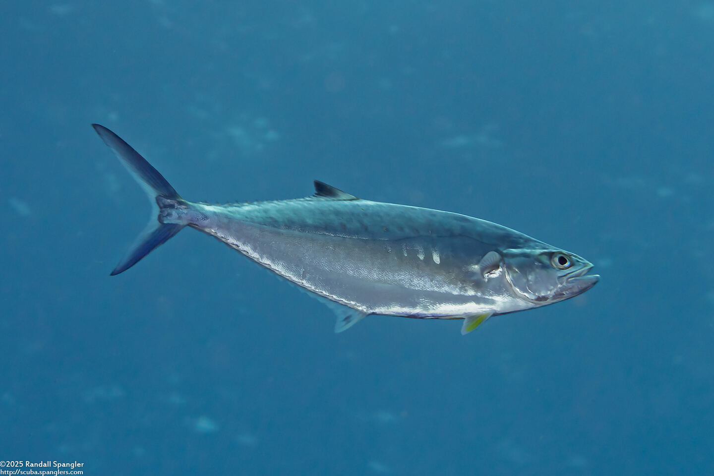 Scomberoides lysan (Double-Spotted Queenfish)