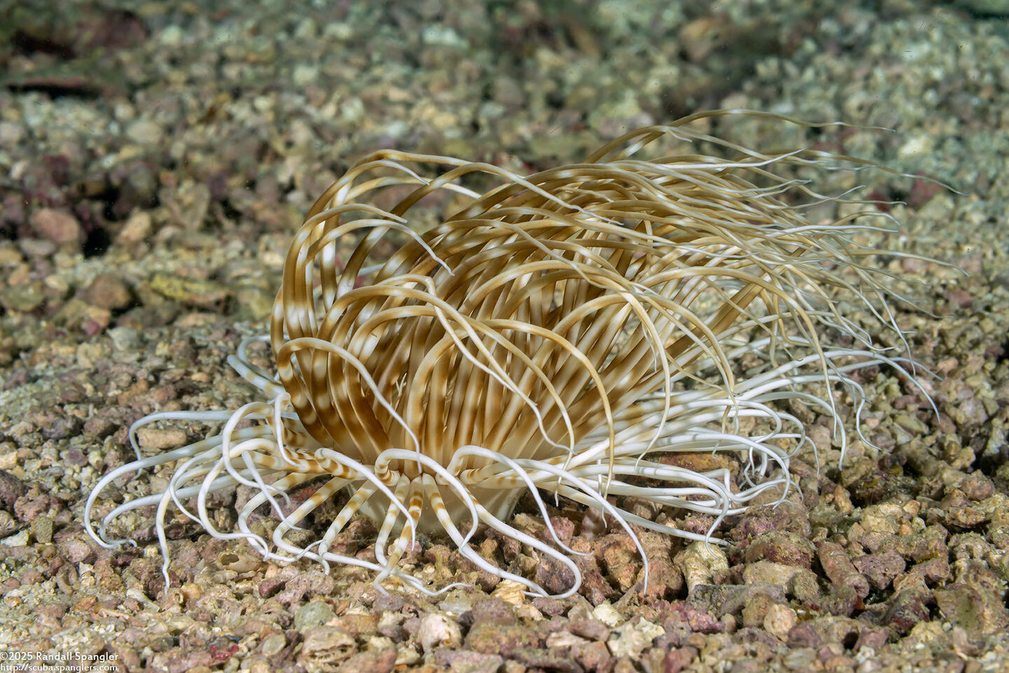 Pachycerianthus maua (Banded Tube Anemone)